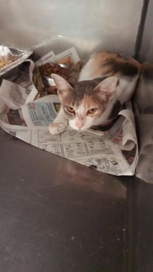 . Pear (Saddle tree cat# #43) .