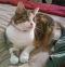. Pretty Kitty .