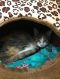 . Pretty Kitty .