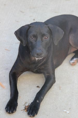 . Bowie -- $250 Adoption Fee .