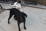 . Bowie -- $250 Adoption Fee .