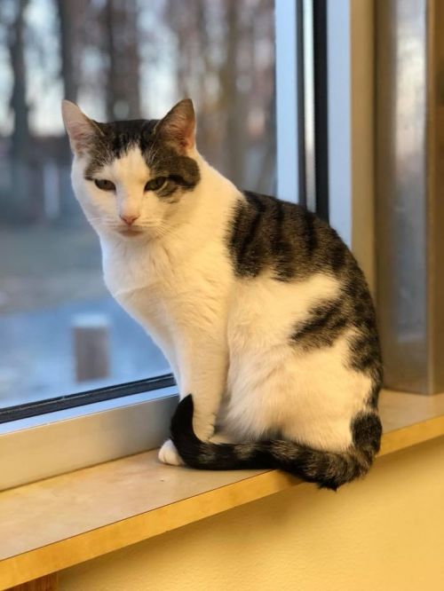 . Skye - Colony Cat .