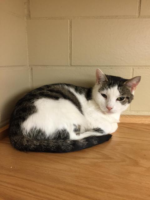 . Skye - Colony Cat .