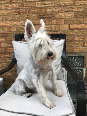 . Jack--A Sponsor is Covering my Adoption Fee! .