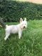 . Jack--A Sponsor is Covering my Adoption Fee! .
