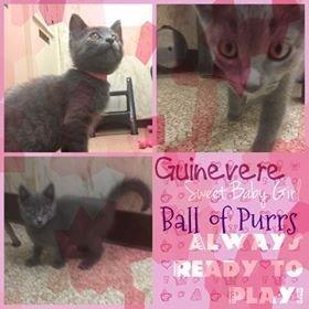 . Guinevere .