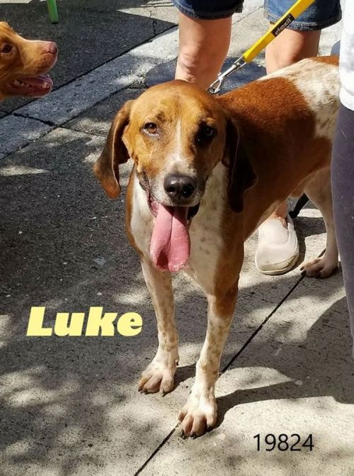 . Luke .