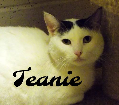 . Teanie .
