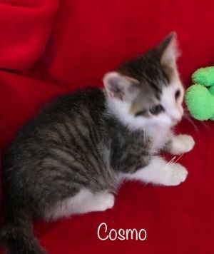 . Cosmo .