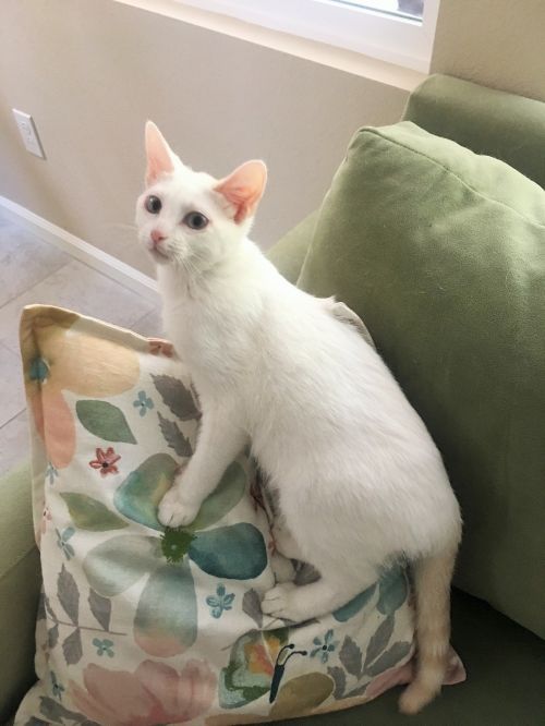 . Prince Milo .