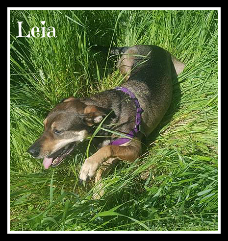 . Leia .