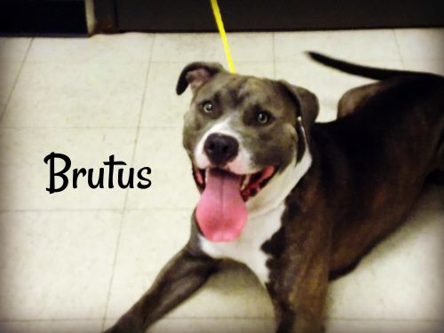 . Brutus .