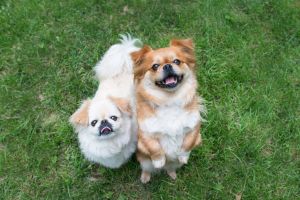. Gidget and Gabby .