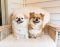 . Gidget and Gabby .