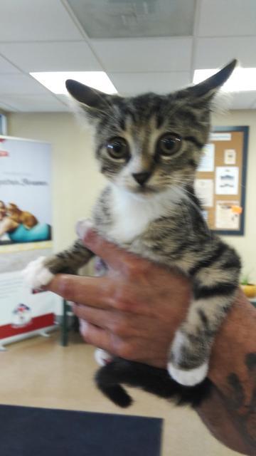 . Baxter - kitten! .