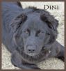. Dini .