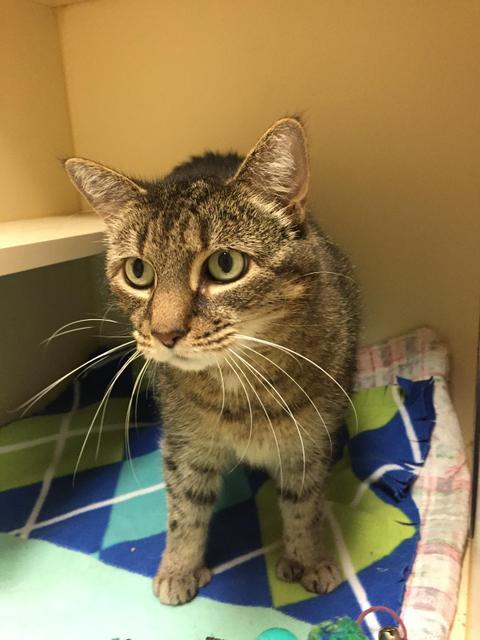 . Polly - polydactyl! .