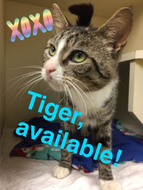 . Tiger .