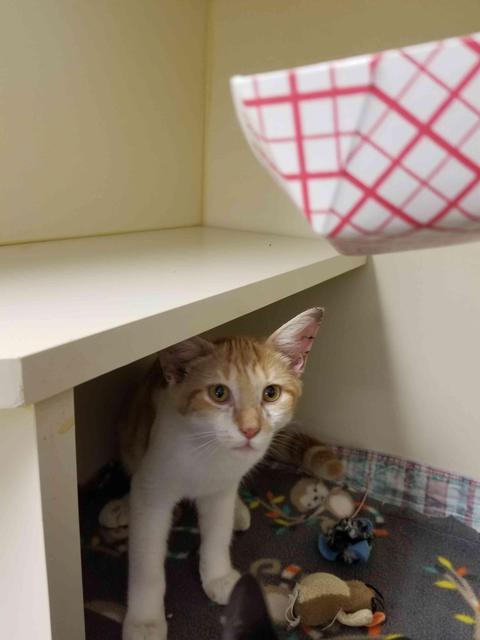 . Wally - kitten .