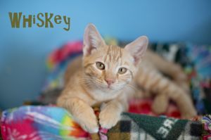. Whiskey .