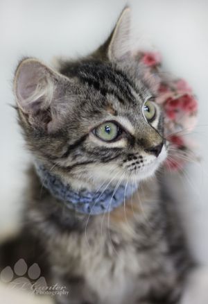 . Lobby Torbie Kitten .