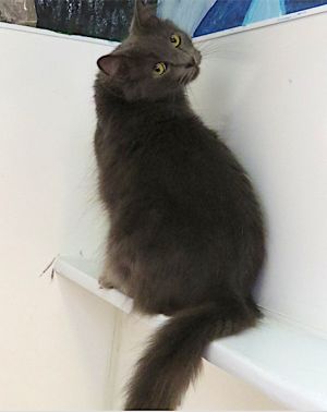 . Smokey .
