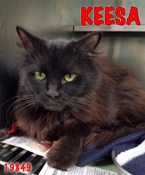. Keesa .