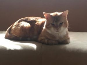 . Simba DV .