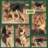 Kobi