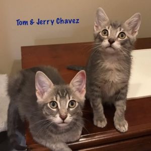 . Tom Chavez .