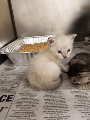 . Penny kitten 3 .