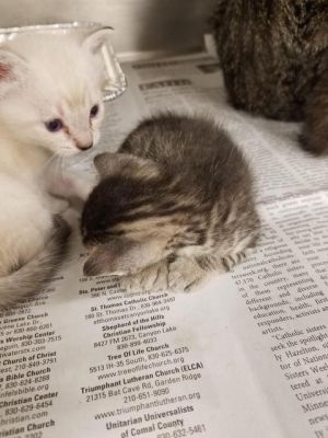 . Penny kitten 2 .