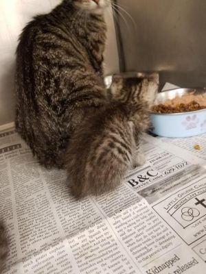 . Penny kitten 1 .