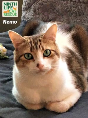 . Nemo .
