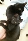 . The Miller 5 kittens .