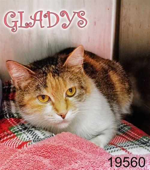 . Gladys .