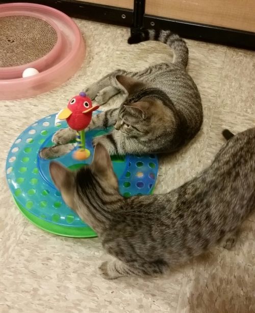 . Jays rescue kittens .
