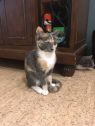 . Andis 3 kittens 2 girls 1 boy - a courtesy posting .