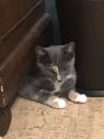 . Andis 3 kittens 2 girls 1 boy - a courtesy posting .