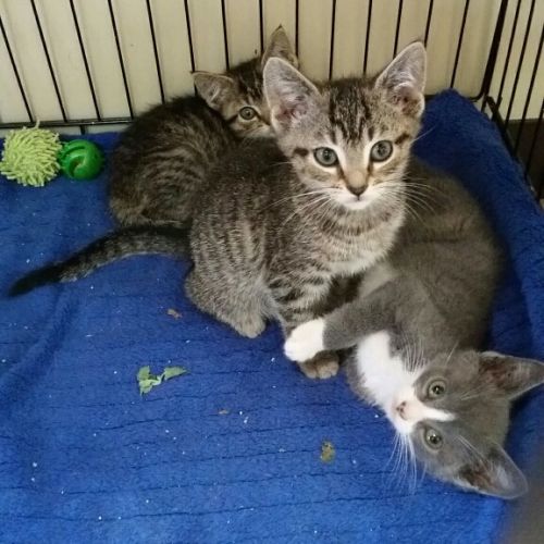 . 2 boys 1 girl - the Moyer kittens .