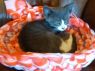 . 2 boys 1 girl - the Moyer kittens .