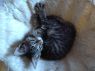 . 2 boys 1 girl - the Moyer kittens .