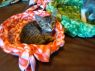 . 2 boys 1 girl - the Moyer kittens .