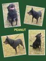 Peanut