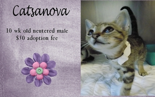 . Catsanova .