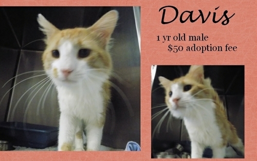 . Davis .