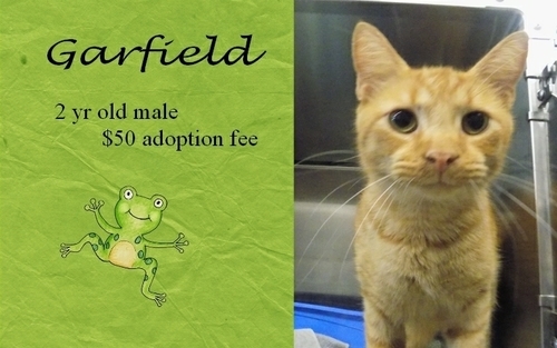 . Garfield .