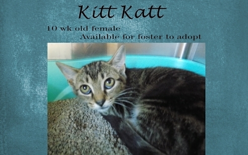 . Kitt Katt .