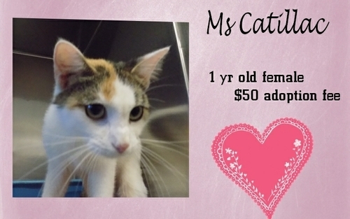 . Ms Catillac .