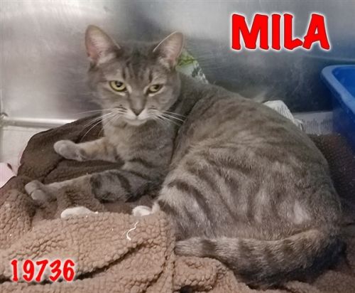 . Mila .